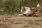 Miniature Australian Shepherd