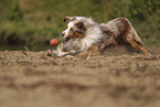 Miniature Australian Shepherd