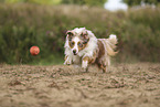 Miniature Australian Shepherd