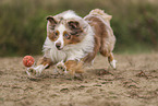 Miniature Australian Shepherd