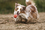 Miniature Australian Shepherd