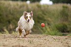 Miniature Australian Shepherd