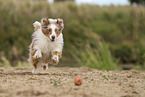 Miniature Australian Shepherd