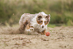 Miniature Australian Shepherd