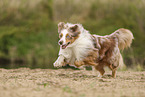 Miniature Australian Shepherd