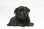 Miniature Labradoodle Welpe