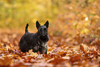Scottish Terrier