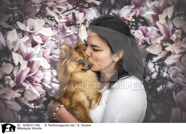 Mittelspitz H�ndin / female German Standard / SGR-01162