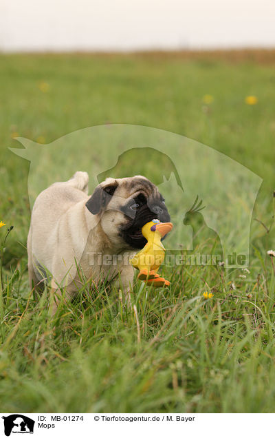 Mops / pug / MB-01274