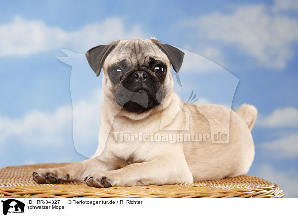 schwarzer Mops / RR-34327
