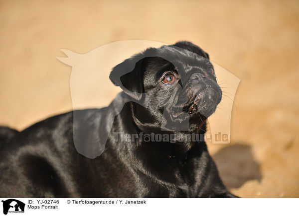 Mops Portrait / pug Portrait / YJ-02746