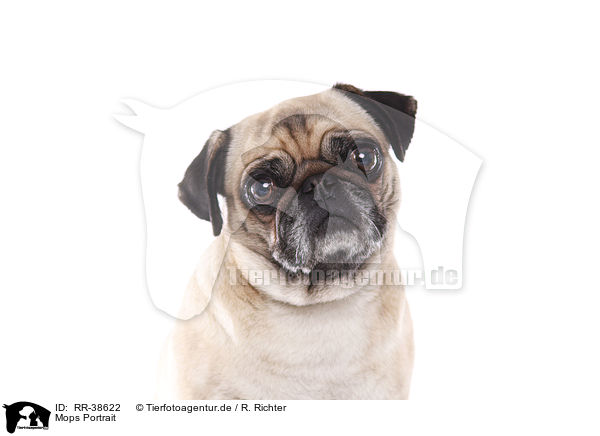 Mops Portrait / pug portrait / RR-38622