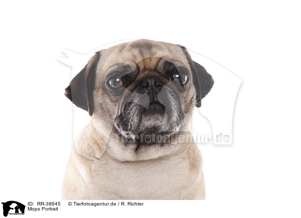 Mops Portrait / pug portrait / RR-38645