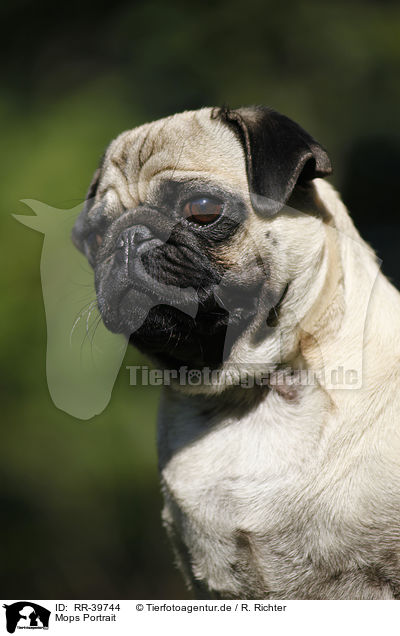 Mops Portrait / pug portrait / RR-39744