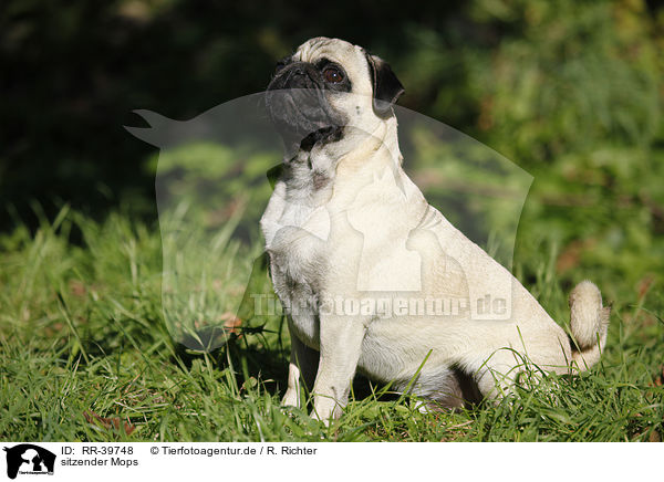sitzender Mops / sitting pug / RR-39748