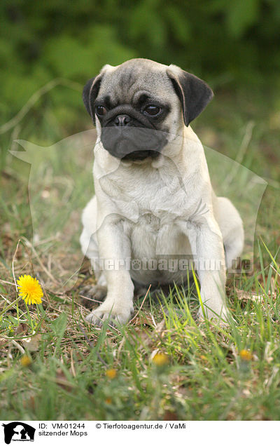 sitzender Mops / VM-01244