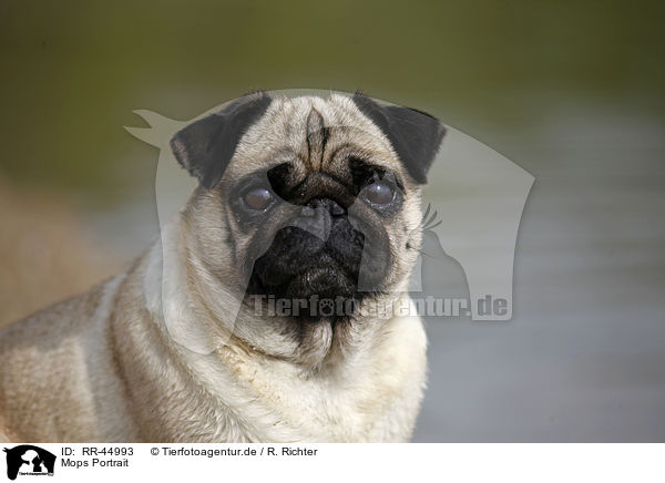 Mops Portrait / pug portrait / RR-44993