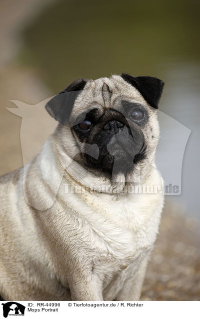 Mops Portrait / pug portrait / RR-44996