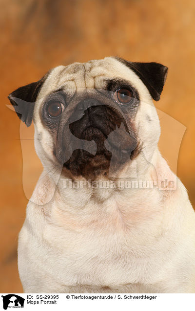 Mops Portrait / pug portrait / SS-29395
