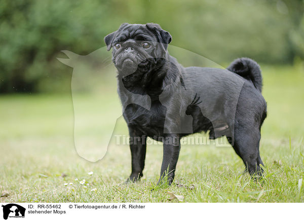 stehender Mops / standing pug / RR-55462