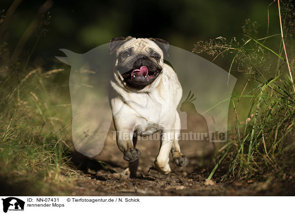 rennender Mops / running Pug / NN-07431
