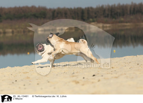 2 M�pse / 2 pugs / KL-13461