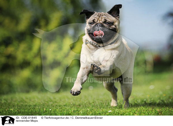 rennender Mops / running Pug / CDE-01845