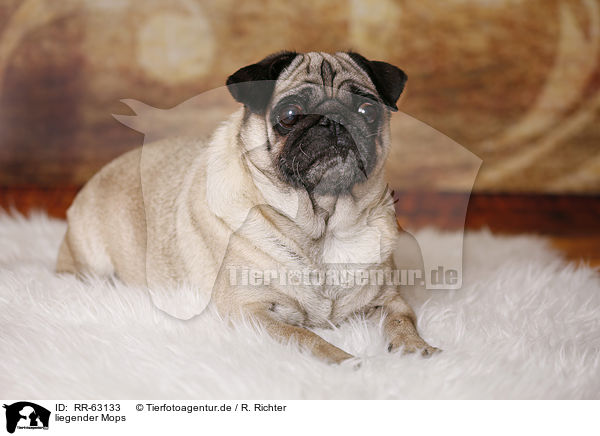 liegender Mops / RR-63133