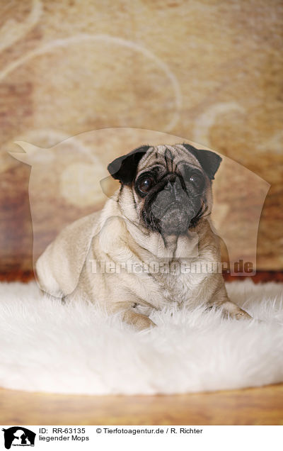 liegender Mops / lying pug / RR-63135