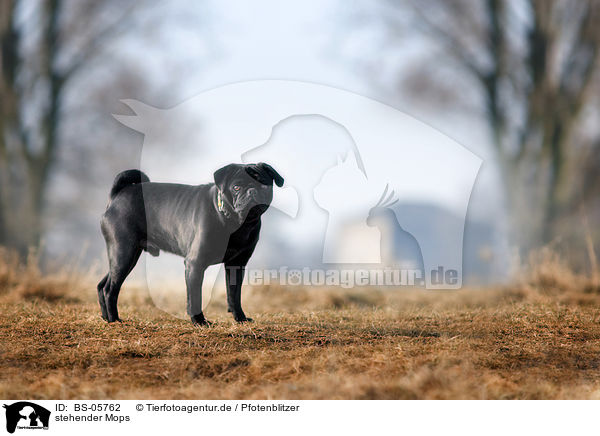 stehender Mops / standing pug / BS-05762
