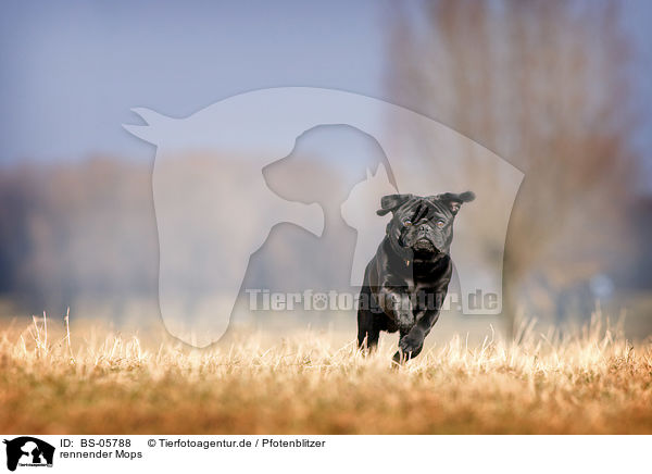 rennender Mops / BS-05788