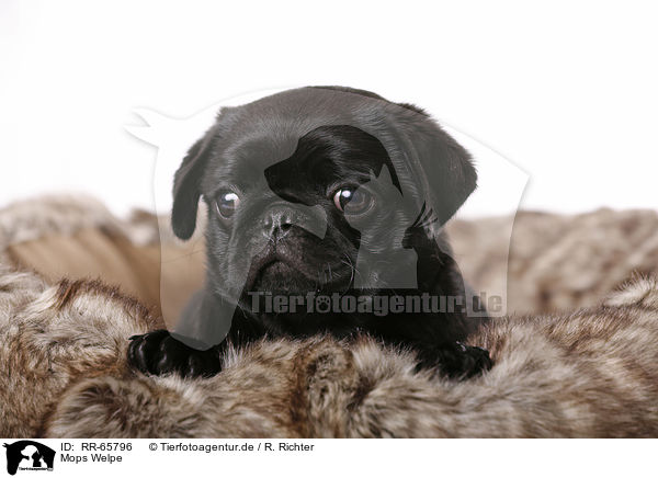 Mops Welpe / Pug Puppy / RR-65796