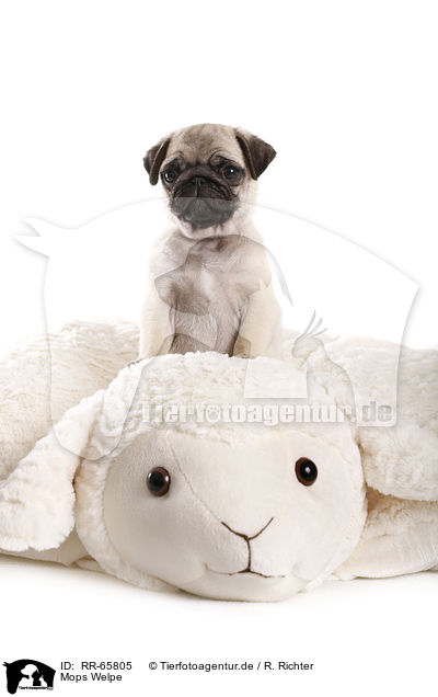 Mops Welpe / Pug Puppy / RR-65805