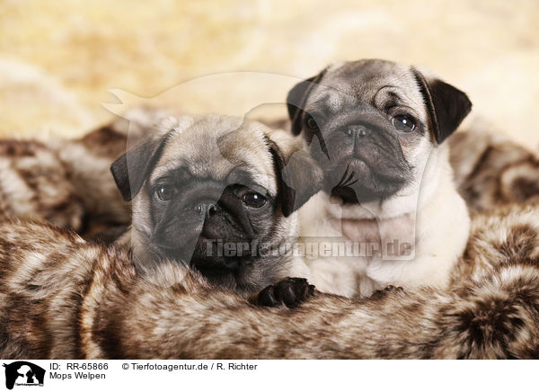Mops Welpen / RR-65866