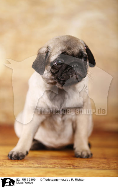 Mops Welpe / Pug Puppy / RR-65869