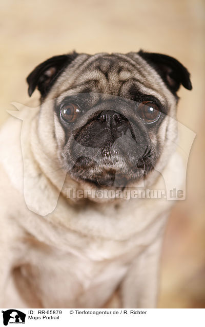 Mops Portrait / pug portrait / RR-65879
