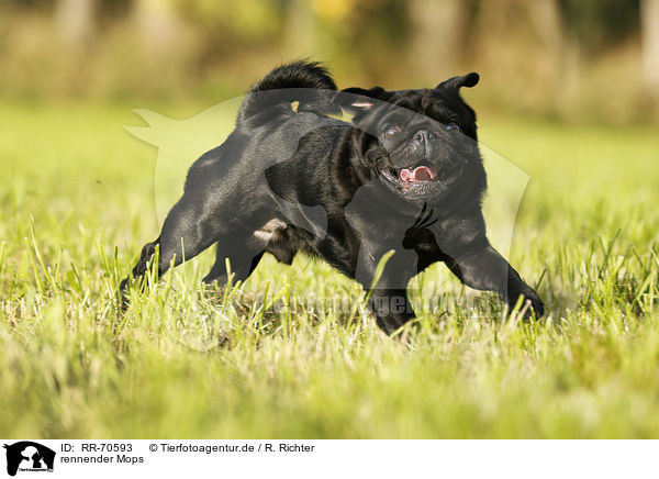rennender Mops / running pug / RR-70593