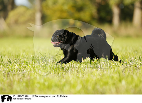 rennender Mops / running pug / RR-70596
