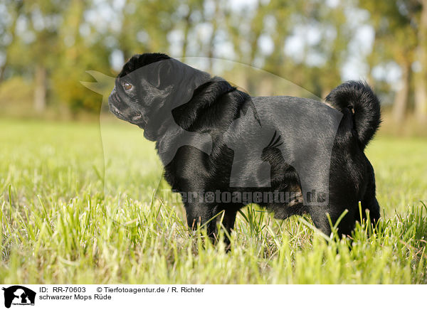 schwarzer Mops R�de / male black pug / RR-70603