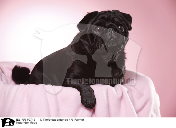 liegender Mops / lying pug / RR-70715