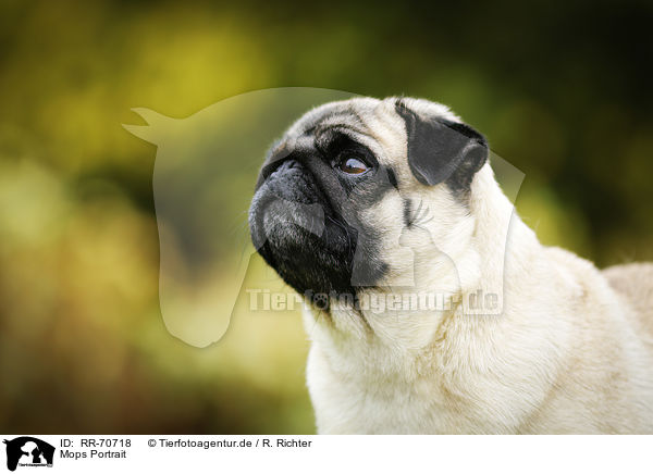 Mops Portrait / pug portrait / RR-70718