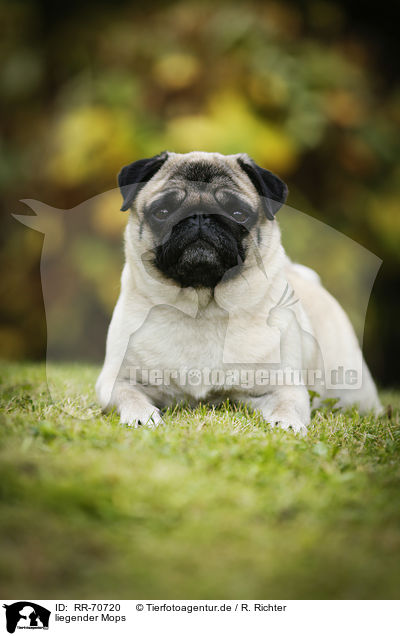 liegender Mops / lying pug / RR-70720