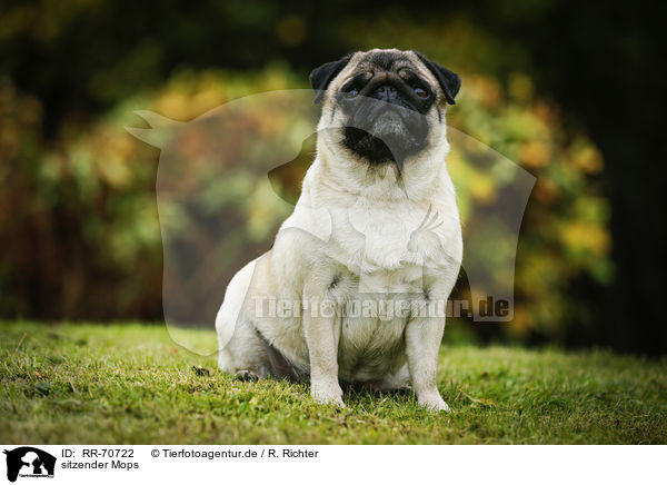sitzender Mops / sitting pug / RR-70722