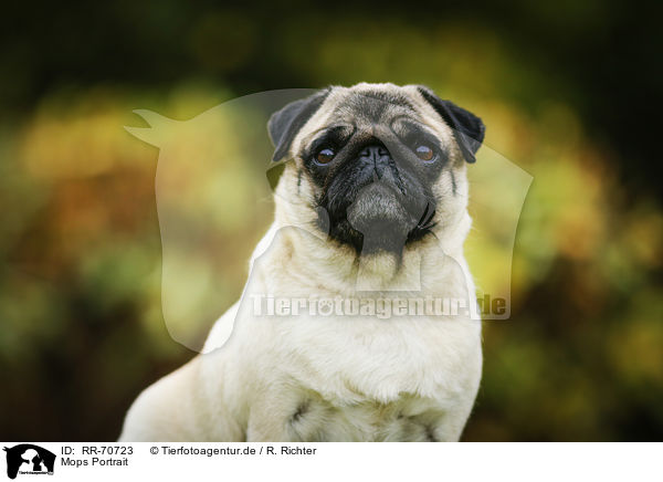 Mops Portrait / pug portrait / RR-70723