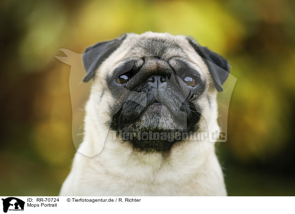 Mops Portrait / pug portrait / RR-70724