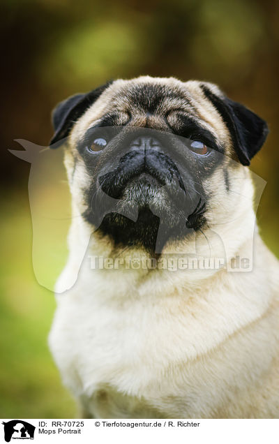 Mops Portrait / pug portrait / RR-70725