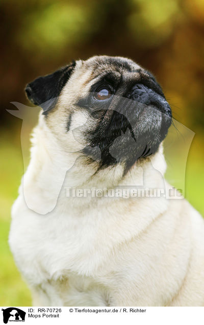 Mops Portrait / pug portrait / RR-70726