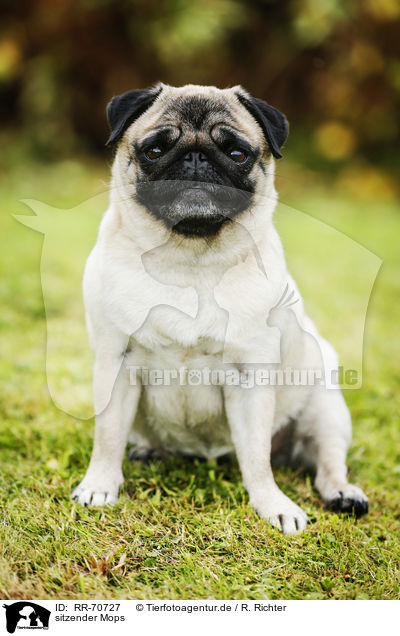 sitzender Mops / sitting pug / RR-70727
