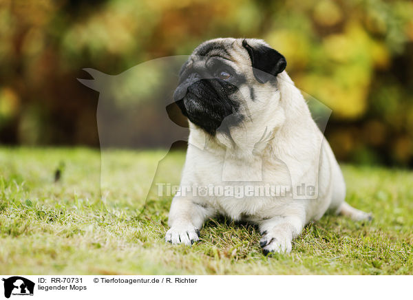 liegender Mops / lying pug / RR-70731