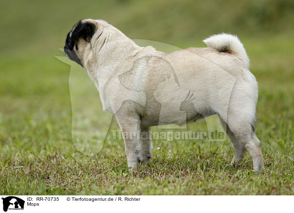 Mops / pug / RR-70735
